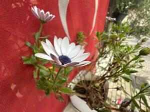 whatsapp image 2026 04 05 at 18.33.17 (2)